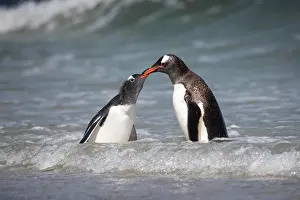 Saunders: Gentoo penguin (Pygoscelis papua), feeding at the