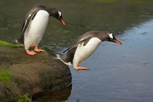 Hercules: Gentoo Penguin (Pygoscelis papua), Hercules