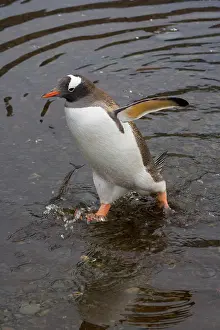 Hercules: Gentoo Penguin (Pygoscelis papua), Hercules