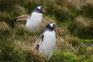 Hercules: Gentoo Penguin (Pygoscelis papua), Hercules