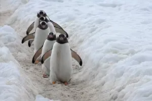 Pathway: Gentoo Penguin (Pygoscelis papua) on ice