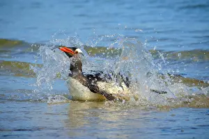Saunders: Gentoo penguin (Pygoscelis papua) lands on beach