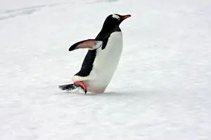 Chinstrap: A Gentoo penguin (Pygoscelis papua) at Livingston