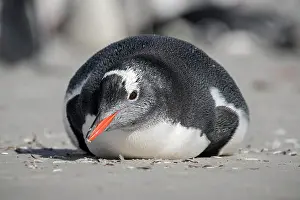 Located: Gentoo penguin (Pygoscelis papua) is located at