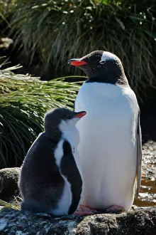 Prion: Gentoo Penguin (Pygoscelis papua), mother
