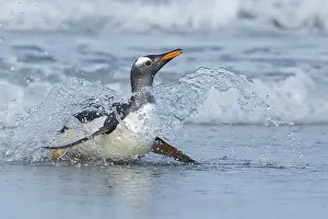 Local: Gentoo Penguin (Pygoscelis papua) returning to land through the waves in the Falkland Islands