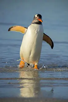 Saunders: Gentoo penguin (Pygoscelis papua), Saunders Island