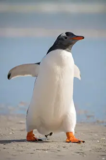 Saunders: Gentoo penguin (Pygoscelis papua), Saunders Island