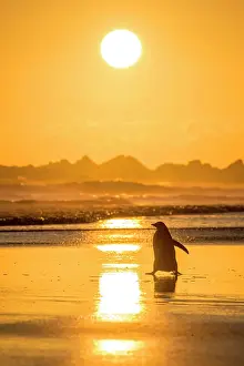 Volunteer: Gentoo penguin (Pygoscelis papua) on the way to