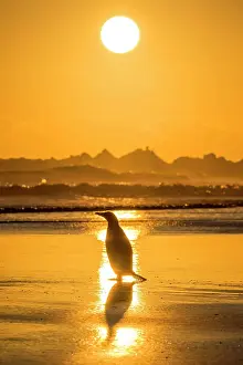 Volunteer: Gentoo penguin (Pygoscelis papua) on the way to