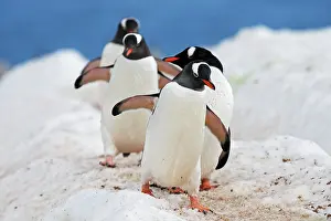 Papua: Gentoo Penguin - Return to the colony