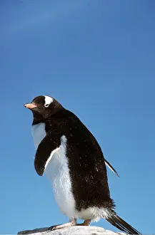 Gentoo: GENTOO PENGUIN - on rock, against blue sky