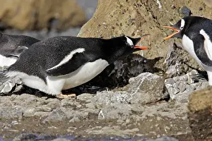 Squabbling: Gentoo Penguin - two squabbling