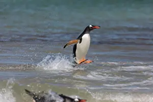 Gentoo: Gentoo Penguin - In Surf - Falkland Islands