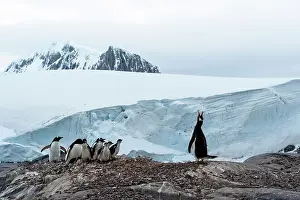 Trumpeting: Gentoo Penguin trumpeting