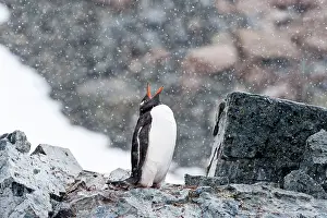 Squawking: Gentoo Penguin trumpeting on rock