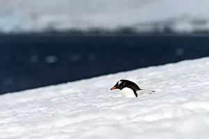 Renato Granieri: Gentoo Penguin walking in the snow