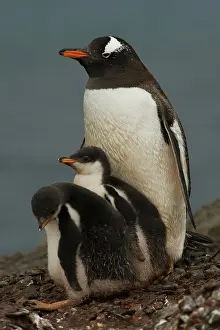 Antartica: Gentoo Penguin with Young