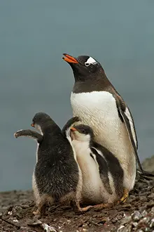 Antartica: Gentoo Penguin with Young
