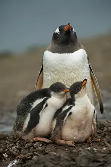 Antartica: Gentoo Penguin with Young
