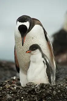 Antartica: Gentoo Penguin with Young