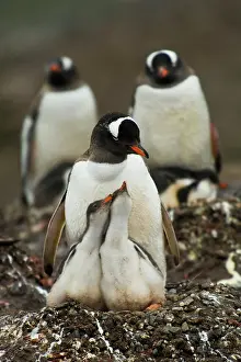 Antartica: Gentoo Penguin with Young