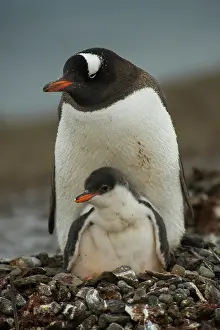 Antartica: Gentoo Penguin with Young