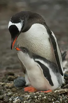 Antartica: Gentoo Penguin with Young