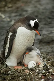 Antartica: Gentoo Penguin with Young