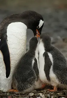 Antartica: Gentoo Penguin with Young