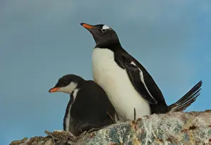 Antartica: Gentoo Penguin with Young