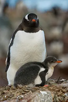 Antartica: Gentoo Penguin with Young