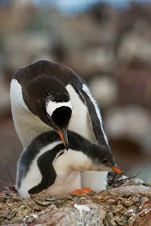 Antartica: Gentoo Penguin with Young