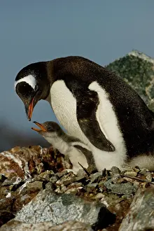 Antartica: Gentoo Penguin with Young