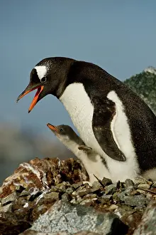 Antartica: Gentoo Penguin with Young