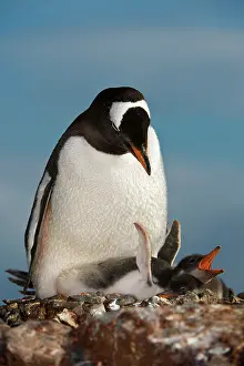 Antartica: Gentoo Penguin with Young