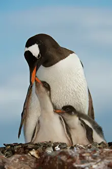 Antartica: Gentoo Penguin with Young