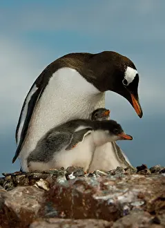 Antartica: Gentoo Penguin with Young