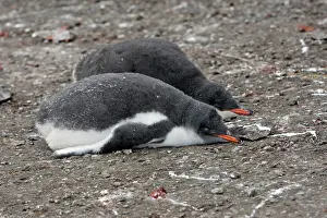 Hannah: Gentoo Penguin - young - Hannah Point - Livingston