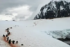 Booth: Gentoo Penguins