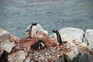Pebbles: Gentoo Penguins