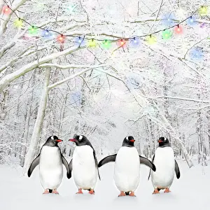 Gentoo: Gentoo Penguins