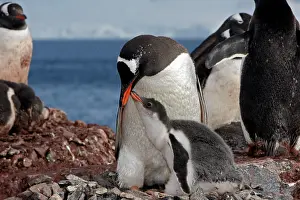 Krill: Gentoo Penguins - adult feeding young by regurgitation