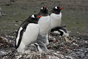 Barrientos: Gentoo Penguins - adult & young - Barrientos island