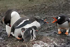 Barrientos: Gentoo Penguins - adult & young - Barrientos island