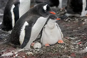 Barrientos: Gentoo Penguins - adult & young - Barrientos island