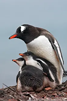 Barrientos: Gentoo Penguins - adult & young - Barrientos island