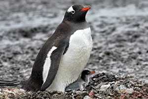 Barrientos: Gentoo Penguins - adult & young - Barrientos island