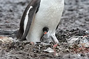 Barrientos: Gentoo Penguins - adult & young - Barrientos island