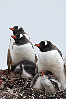 Barrientos: Gentoo Penguins - adult & young - Barrientos island